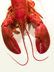 lobster on ice, sweden, stockholm, nacka