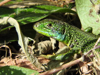 Beautiful green lizard in the leaves