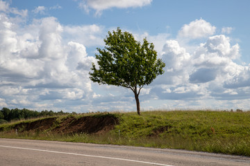 Fototapeta na wymiar road in the countryside tree in the field