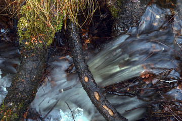 tree in the forest, sweden, stockholm, nacka