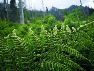 fern in the forest