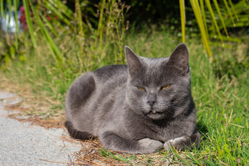 Silver grey cat laying on the sun between road and grass