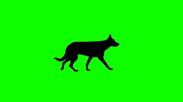 Silhouette of the black dog (German Shepherd dog), animation on the green background