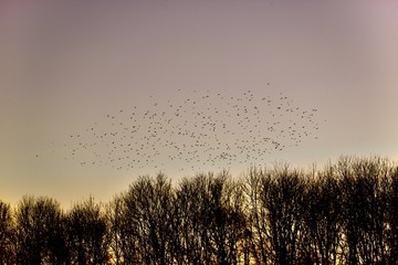 Birds chasing the sun