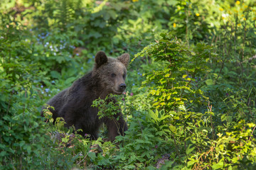The young Broown Bear, Ursus arctos