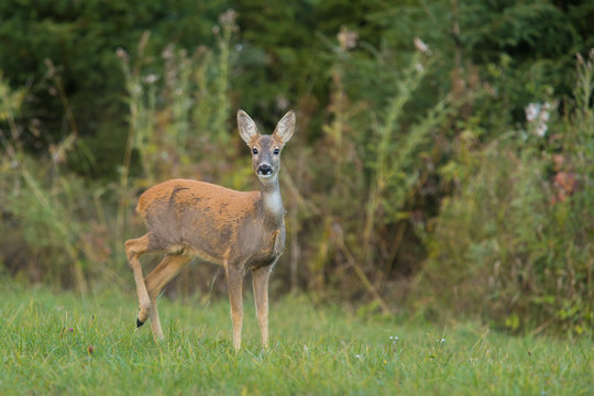 Roe deer female, Capreolus capreolus