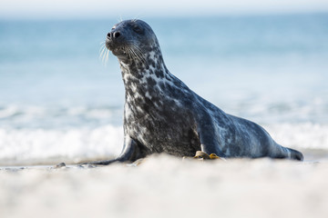 Harbor seal in natural environment, Phoca vitulina, Helgoland, Germany