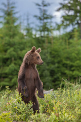 Obraz na płótnie Canvas Brown bear (Ursus arctos) in the forest
