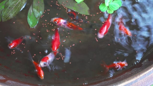 4k Footage gold fish on bowl aquarium on beautiful small garden