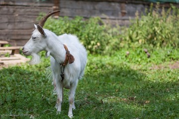 White goat turned its head to the side and stands on a leash on the grass in a village courtyard on a pasture