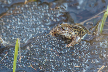 Rana temporaria - European common frog