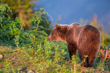 European Brown Bear in a forest landscape