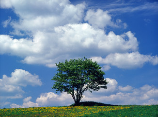 Fototapeta na wymiar lonely tree on the hill