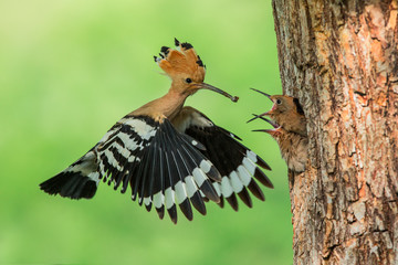 Eurasian Hoopoe (Upupa epops) feeding it's chicks captured in flight. © Ivan