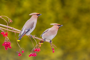 Bohemian Waxwing - Bombycilla garrulus - feeding on a berries in winter time