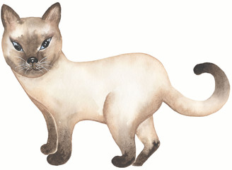 Siamese  domestic cat  illustration. Cute Cats background. Watercolor hand drawn picture