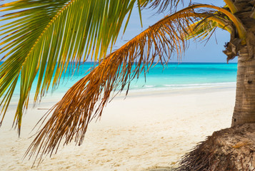 Fototapeta na wymiar two palm leaves on the beach on Zanzibar island in Tanzania