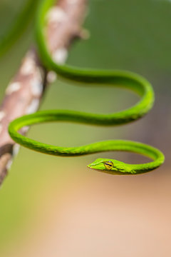 Green vine snake (Morus bassanus) in the rain forest Sri lanka