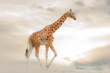 Giraffe walking in desert alone