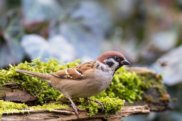 Hausperling (Passer montanus) Altvogel sitzt auf Holzstamm mit Moos, Bayern, Deutschland