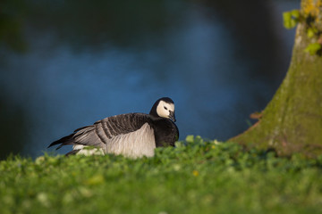 Black and white bird Barnacle Goose, Branta leucopsis,