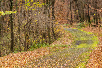 A deserted winding forest road goes deep into the forest.  Autumn forest trail is covered with yellow leaves, the road goes into the distance. Autumn forest landscape. Country road.
