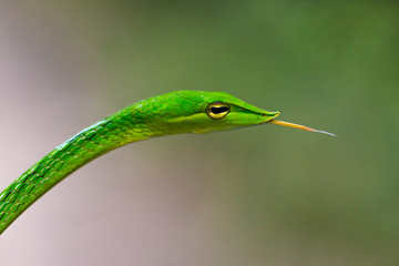 Oriental Whipsnake or Asian Vine Snake (Ahaetulla prasina)