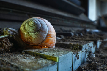 Altes Weinbergschneckenhaus auf Klavier