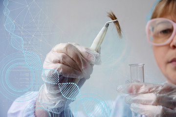 laboratory assistant examines a hair sample, curls in a package for research by genetic research in...