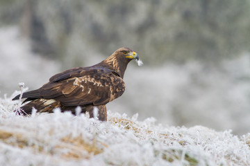 Fototapeta premium A Golden Eagle (Aquila chrysaetos) sitting in a field with snow on the ground..