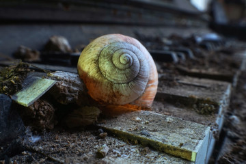 Altes Weinbergschneckenhaus auf Klavier