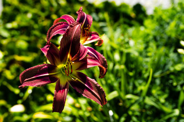 red flower in the garden Daylily