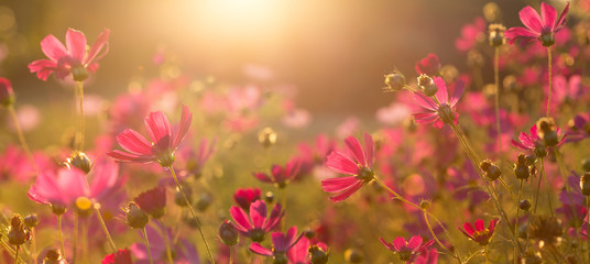 red cosmos flowers in a field at sunset background