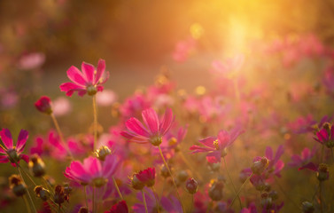 red cosmos flowers in a field at sunset background