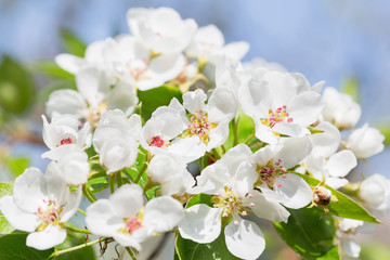 Spring blossom background. Blooming pear tree, white flowers on a tree