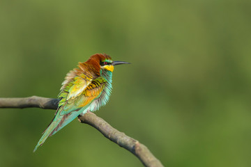 Bird - Bee-eaters (Merops apiaster)