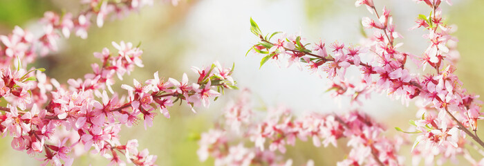 Spring blossom background. Blooming almond tree. Pink flowers on a tree