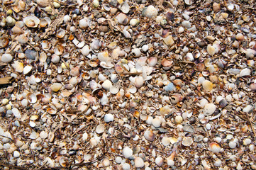 Lots of little shells on the beach