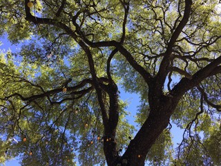 Oak tree with green leaves