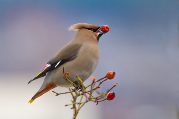 Bohemian Waxwing - Bombycilla garrulus