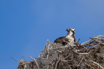 Osprey (Pandion haliaetus)