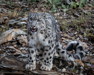 Obraz na płótnie Canvas Snow Leopard Mystique Triple D