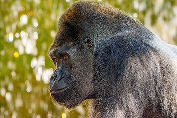 Male Silverback Western Lowland gorilla, (Gorilla gorilla gorilla) close-up portrait with vivid details of face, eyes.