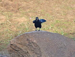 pretty crow on a natural stage performs comic couplets