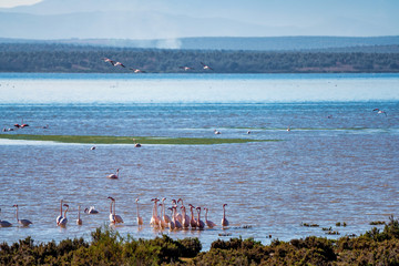Greater Flamingos in Lagoon Fuente de Piedra, Andalusia, Spain