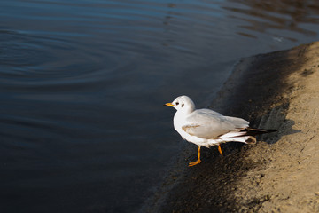 Duck in Blue lake. Background for text
