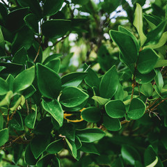 Tropical plant leaves