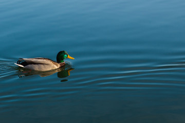 Obraz premium Duck in Blue lake. Background for text