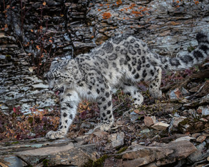 Naklejka na ściany i meble Snow Leopard Mystique Triple D