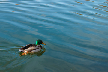 Duck in Blue lake. Background for text